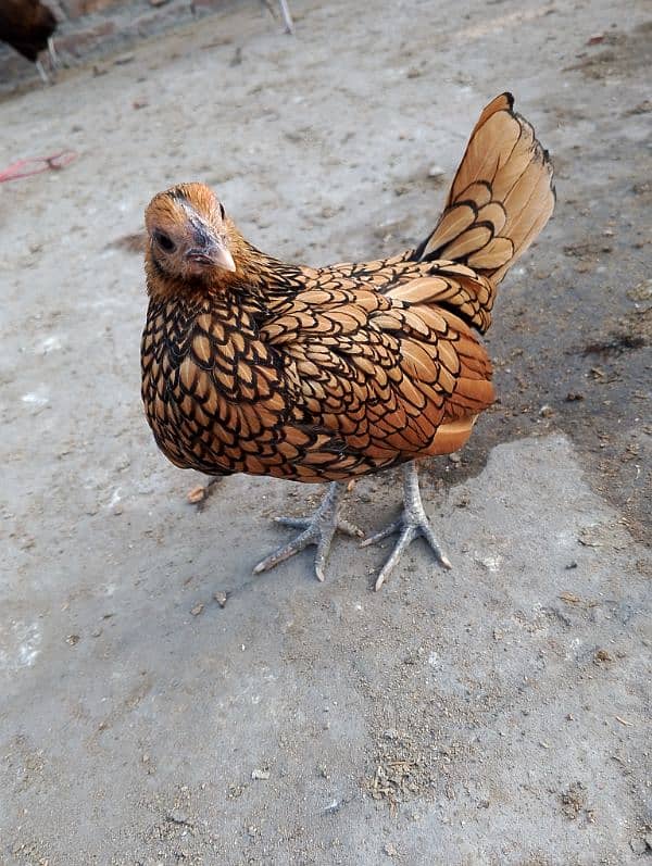 golden sebright female for sale 1