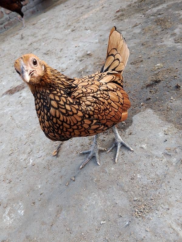 golden sebright female for sale 2