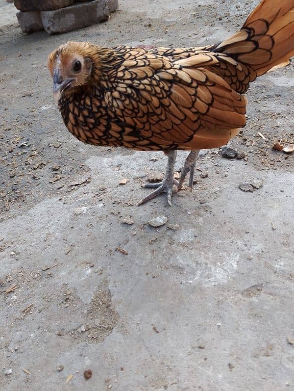 golden sebright female for sale 5