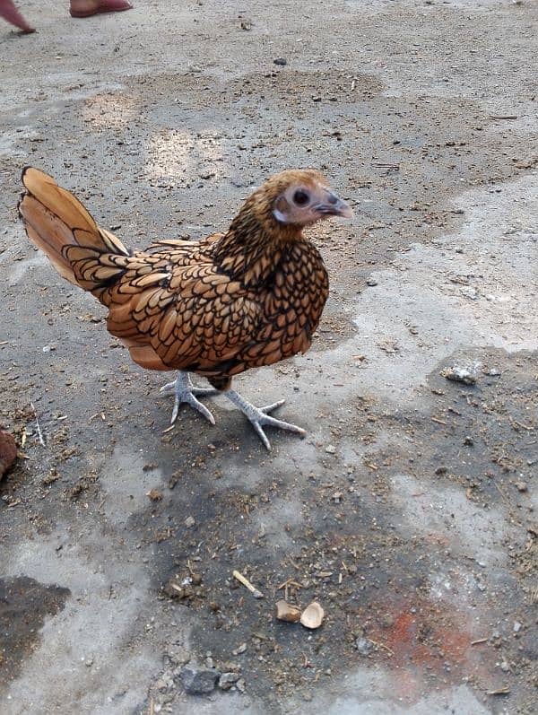 golden sebright female for sale 6