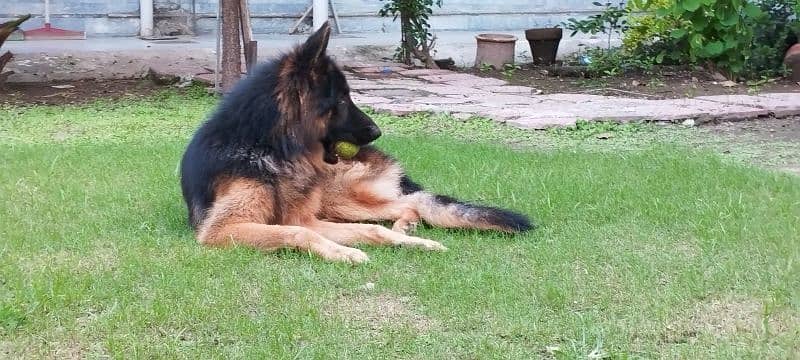 German Shepherd male 0