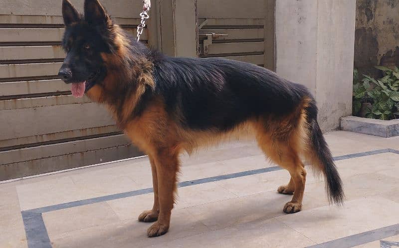 German Shepherd male 2