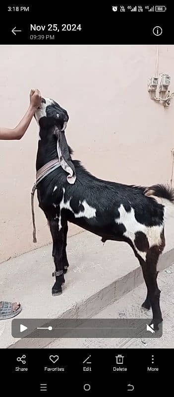 Betal Bakra 0