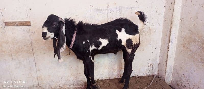 Betal Bakra 1