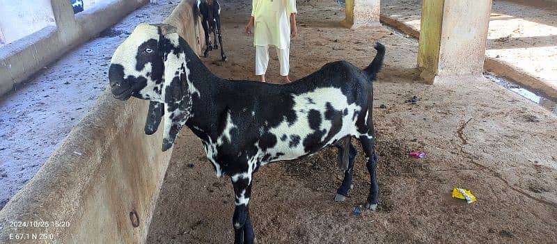 Betal Bakra 5