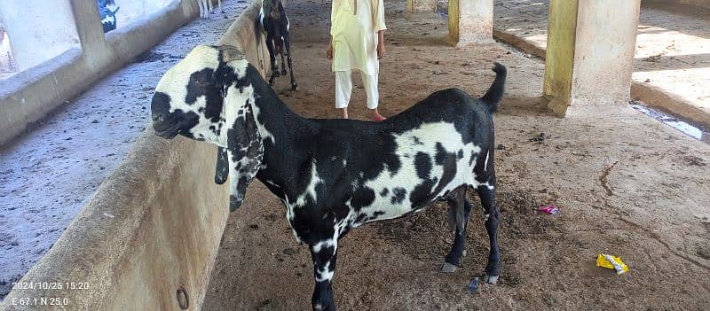 Betal Bakra 6