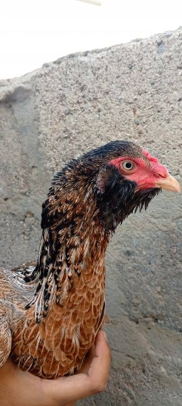 aseel hen for sale egg laying 0