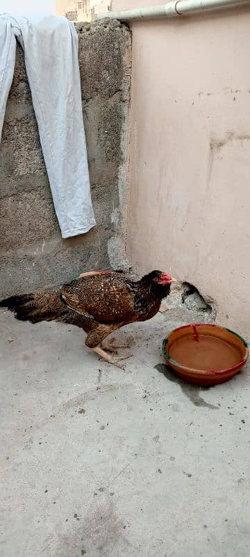 aseel hen for sale egg laying 1