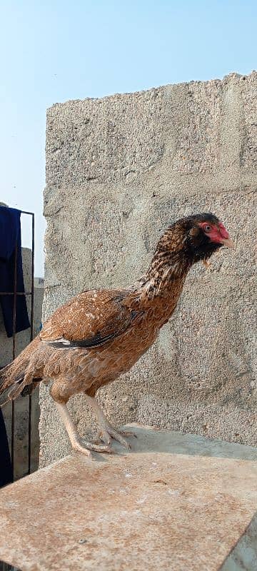 aseel hen for sale egg laying 2