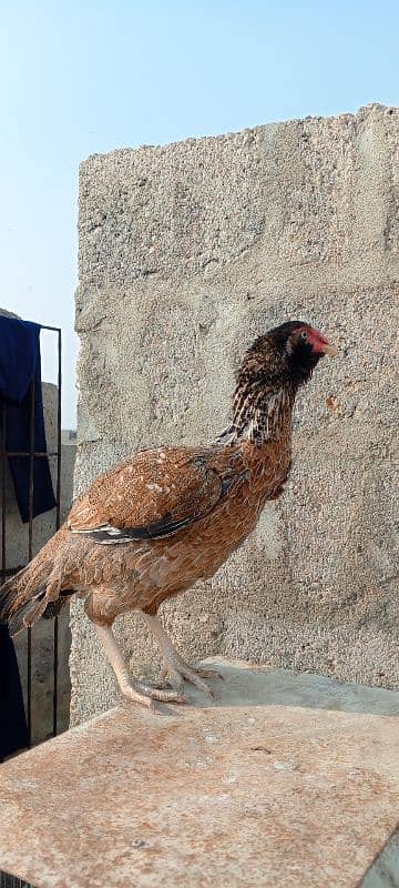 aseel hen for sale egg laying 3