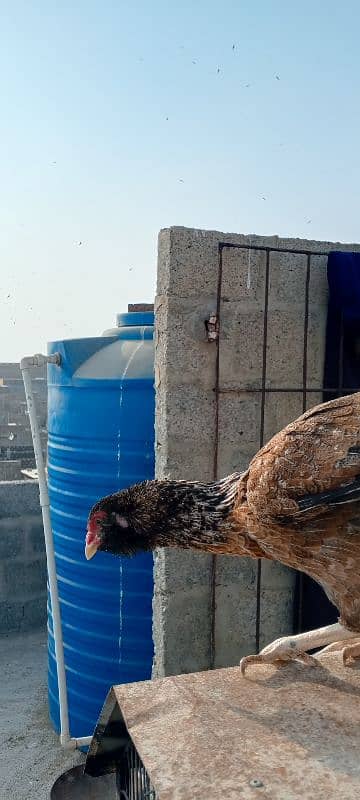 aseel hen for sale egg laying 4