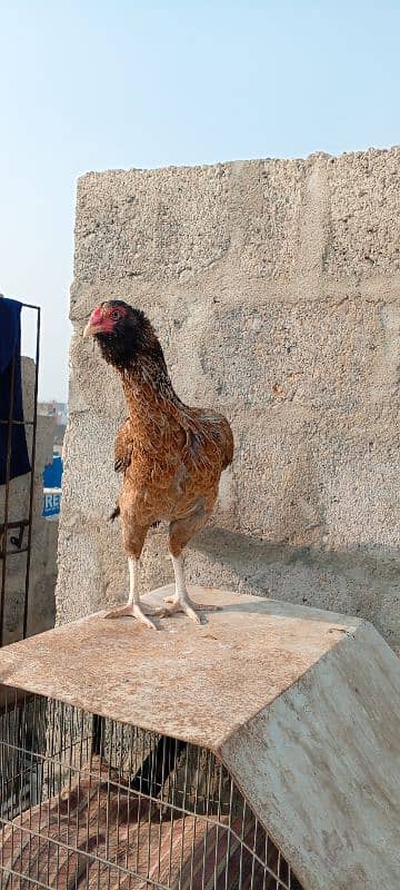 aseel hen for sale egg laying 5