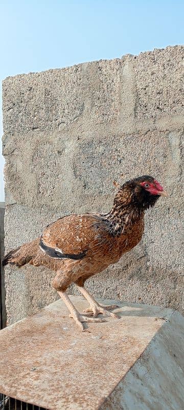 aseel hen for sale egg laying 6