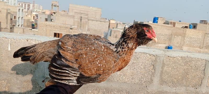 aseel hen for sale egg laying 7