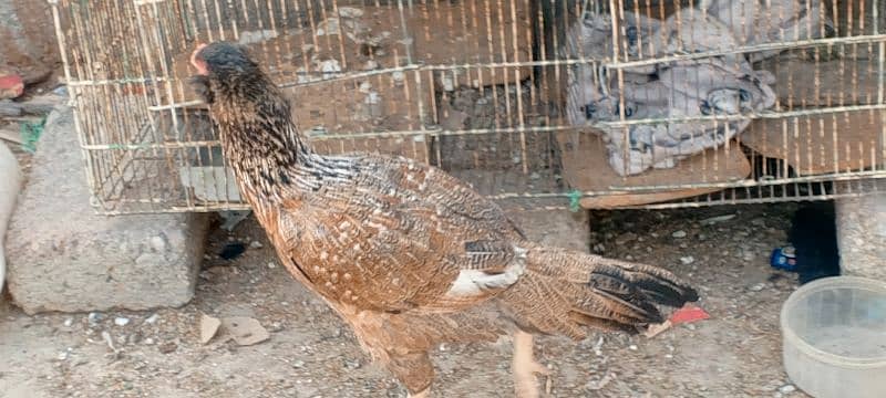 aseel hen for sale egg laying 8