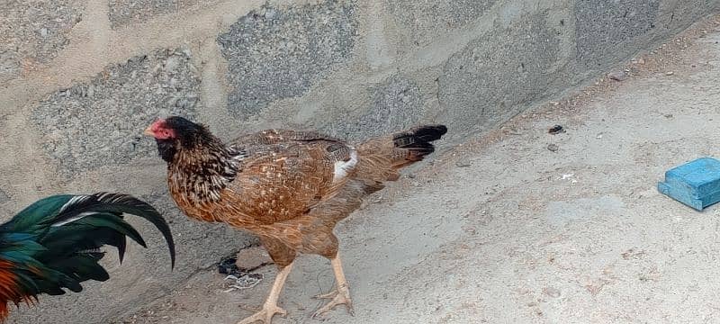 aseel hen for sale egg laying 11