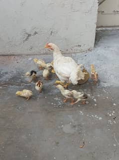 Aseel chiks for sale