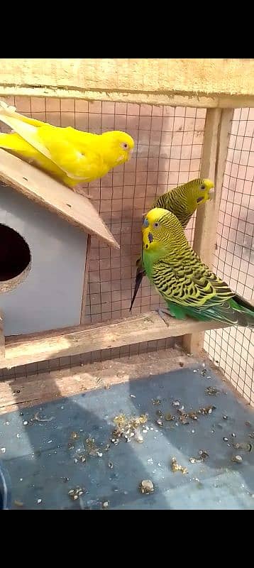 Australian parrots with cage 0