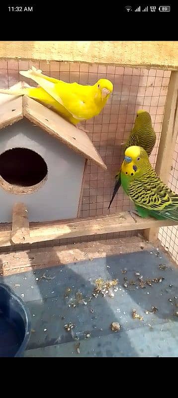 Australian parrots with cage 1