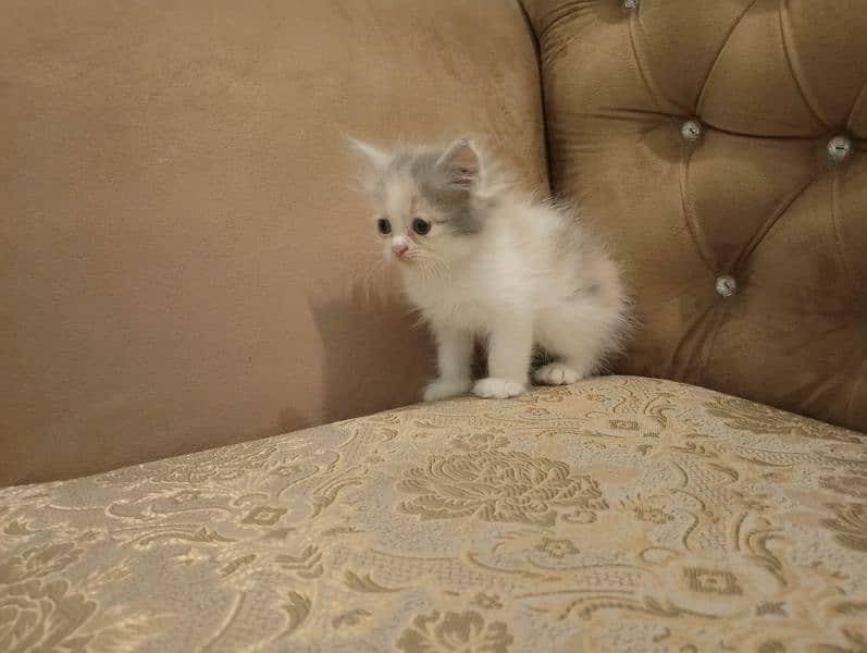 A beautiful kittens pair for sale 3