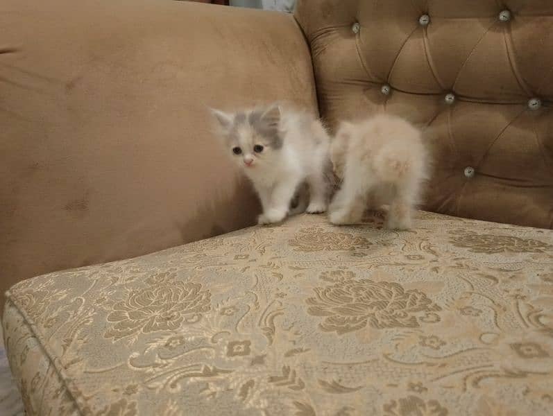 A beautiful kittens pair for sale 4