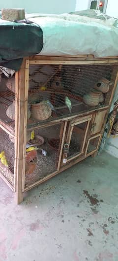 Australian Red Eyes Parrots (Pair)