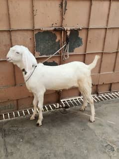 rajanpuri male for sale