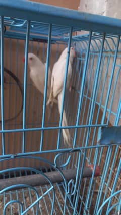 White ringneck pair yellow ringneck female and split yellow male