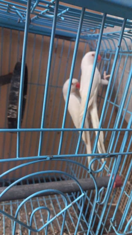 White ringneck pair yellow ringneck female and split yellow male 1