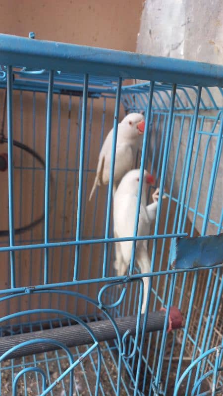 White ringneck pair yellow ringneck female and split yellow male 2