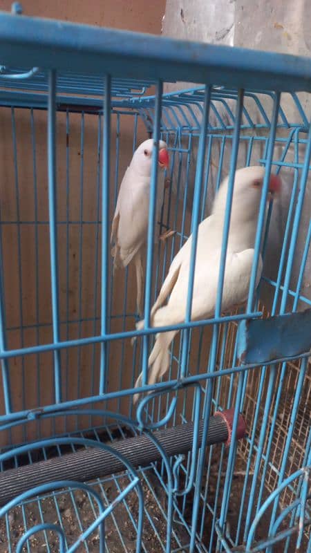 White ringneck pair yellow ringneck female and split yellow male 3