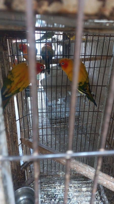 White ringneck pair yellow ringneck female and split yellow male 4