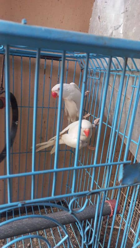 White ringneck pair yellow ringneck female and split yellow male 5