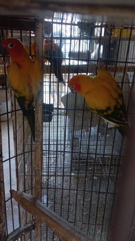 White ringneck pair yellow ringneck female and split yellow male 6