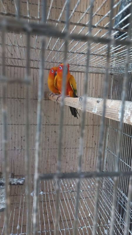 White ringneck pair yellow ringneck female and split yellow male 7