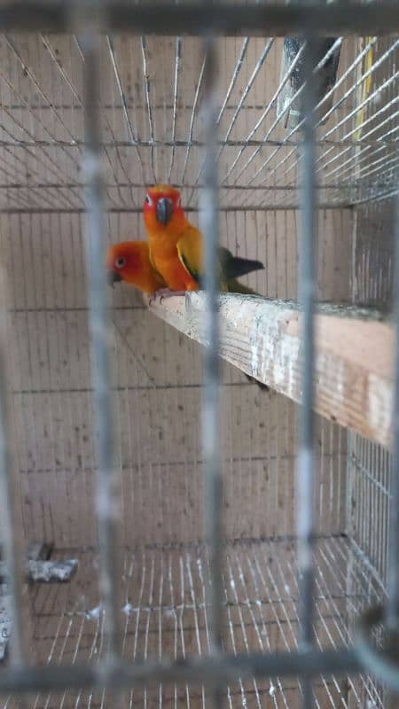 White ringneck pair yellow ringneck female and split yellow male 8