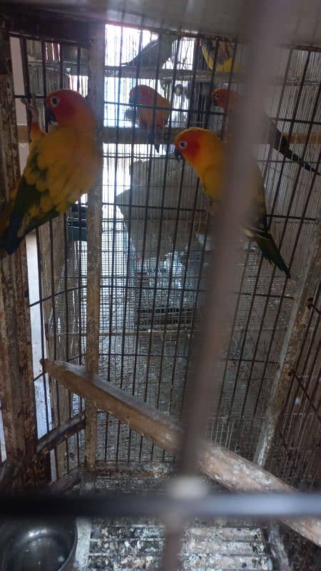 White ringneck pair yellow ringneck female and split yellow male 9