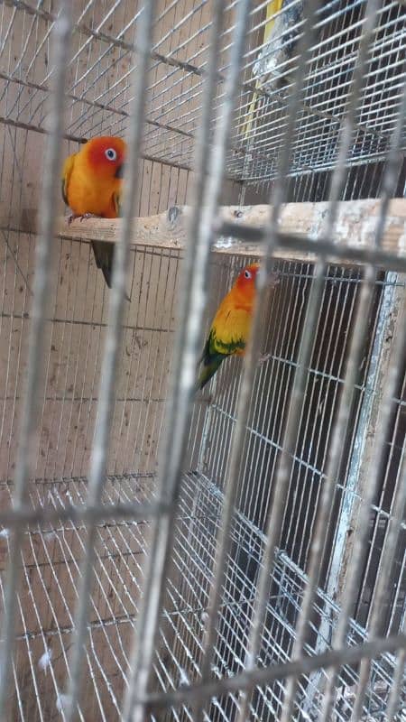 White ringneck pair yellow ringneck female and split yellow male 10