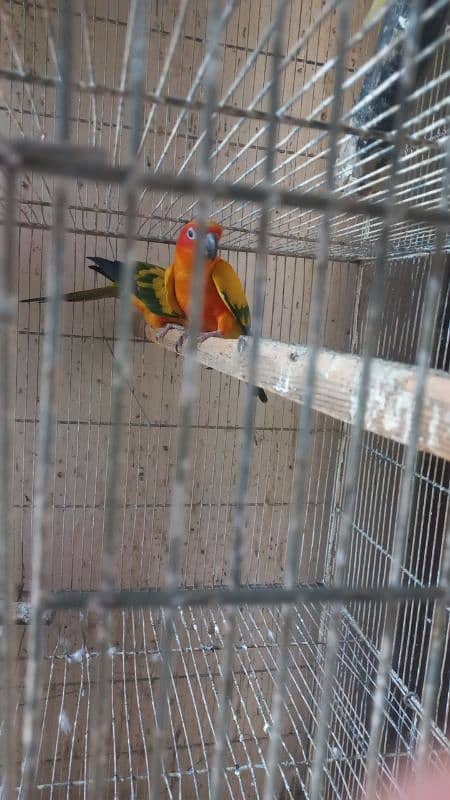 White ringneck pair yellow ringneck female and split yellow male 11