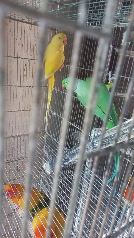 White ringneck pair yellow ringneck female and split yellow male 12