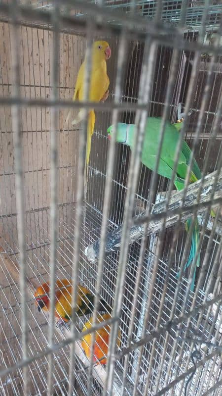 White ringneck pair yellow ringneck female and split yellow male 13