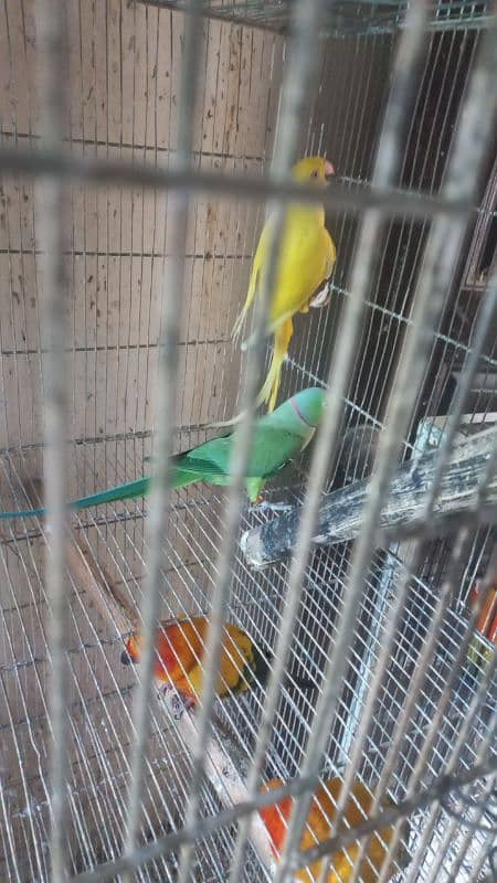 White ringneck pair yellow ringneck female and split yellow male 14