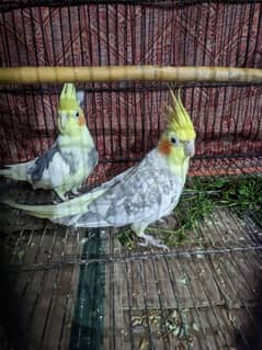 2 Cocktail Parrot for sale