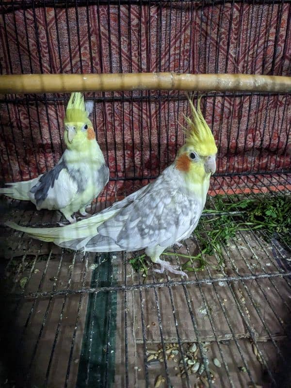 2 Cocktail Parrot for sale 0