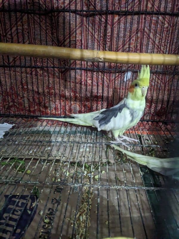 2 Cocktail Parrot for sale 1