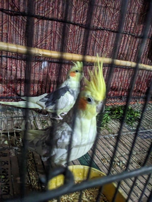 2 Cocktail Parrot for sale 2