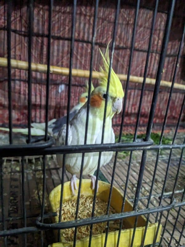 2 Cocktail Parrot for sale 3