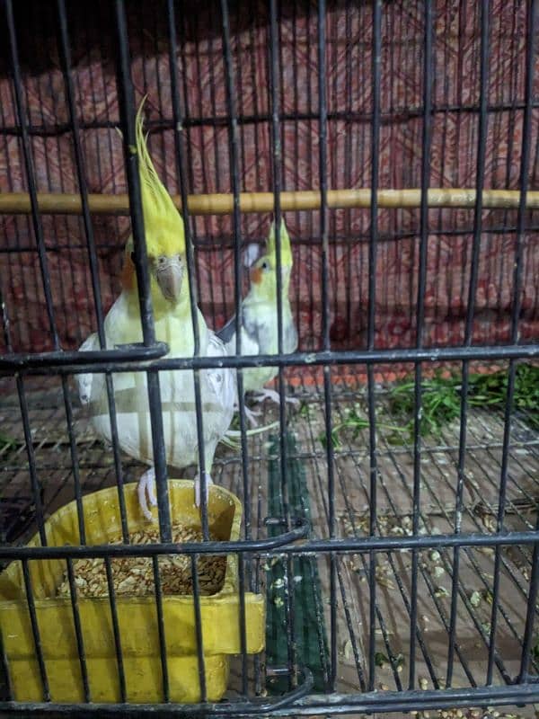 2 Cocktail Parrot for sale 4