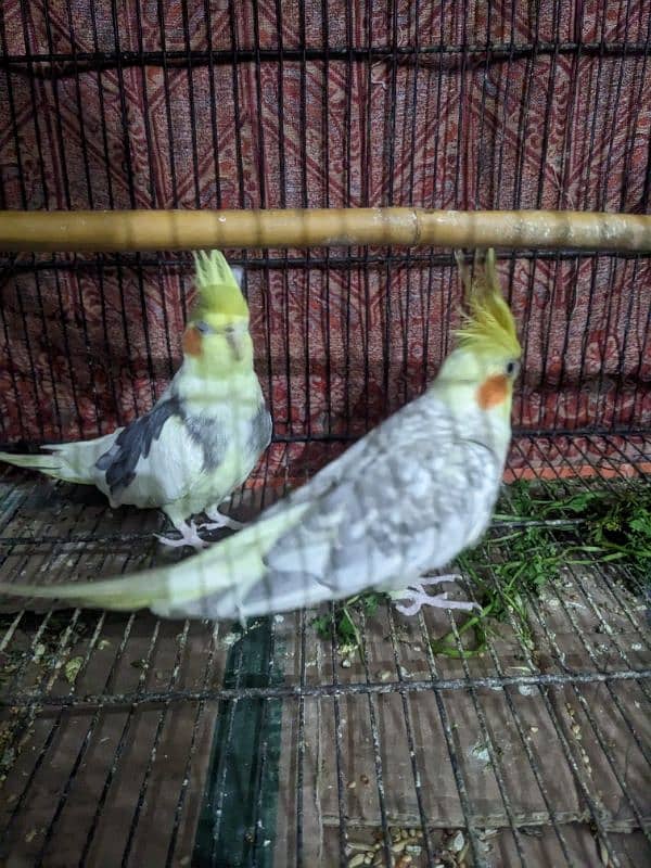 2 Cocktail Parrot for sale 5