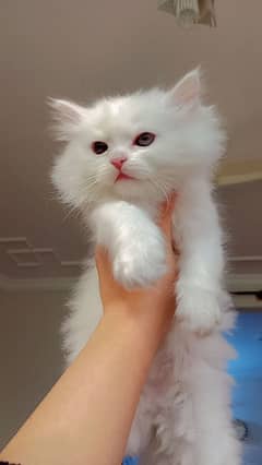 white persian kitten